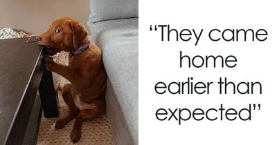 67 Hilarious Posts Of Dogs Who Don’t Know How To Do Anything But Be Goofy (New Pics)