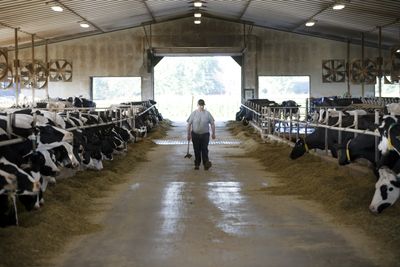 Washington Confirms Its First H5N1 Bird Flu Cases in Dairy Cattle, Placing Two Yakima County Farms Under Quarantine