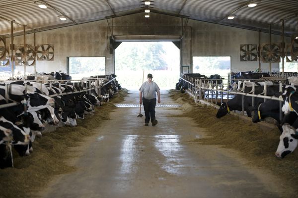 Washington Confirms Its First H5N1 Bird Flu Cases in Dairy Cattle, Placing Two Yakima County Farms Under Quarantine
