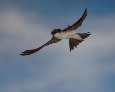 Country diary: The house martins are gone for another year. But they’re not forgotten