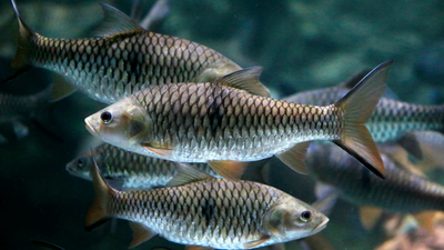 Canada removed toxic harbour sediment; fish returned after 30 years