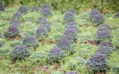 How to Grow Kale After Summer Crops Fade