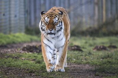 Man dies after climbing into tiger enclosure at UK wildlife park