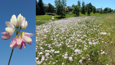 Plant Becomes Invasive: crown vetch once fought erosion; now overruns native plants