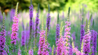 Ornamental Plant Turns Invasive: Purple loosestrife overruns wetlands; states curb its sale