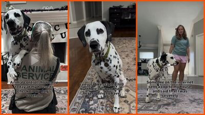 Animal control visits a trainer who uses tape to teach her Dalmatian a scooting trick, and she says the officer was trying not to laugh