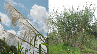 Burma Reed Now Restricted: USDA import turned invasive grass; Florida tightens controls