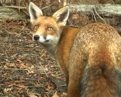 ‘We cannot accept foxes as part of our landscape’: the plan to save Australia’s threatened wildlife