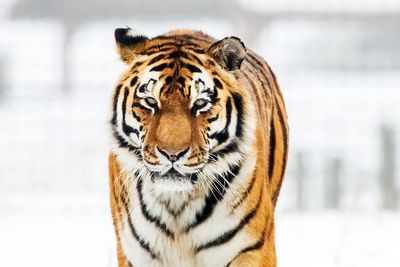 Man dies after tiger attack at Yorkshire zoo