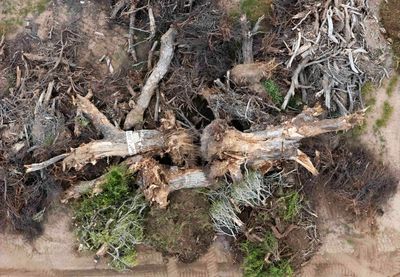 Despair after 200-year-old ‘grandmother’ tree toppled for Trump’s border wall: ‘It crushes your heart’