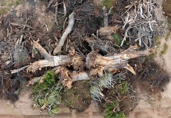 Despair after 200-year-old ‘grandmother’ tree toppled for Trump’s border wall: ‘It crushes your heart’