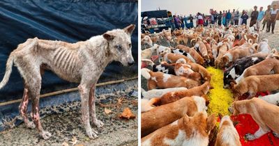 On Saint Martin’s Island, A Tourism Ban Left Dogs Starving, So This Man Feeds Them Every 48 Hours