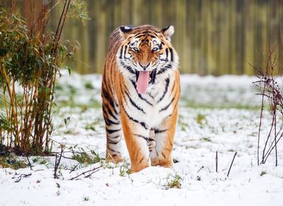Yorkshire Wildlife Park reveals fate of tiger after man killed in enclosure