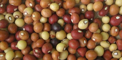 Bambara groundnut: new maps show where southern African farmers can grow this drought-tolerant crop