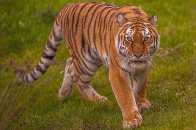 Yorkshire Wildlife Park Tiger Attack Victim Asked For 'One More' Photo Shortly Before Entering Enclosure