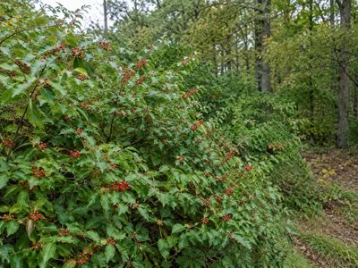 Amur honeysuckle arrived in America as an ornamental shrub; it later became a major invasive concern in forests across the northern United States