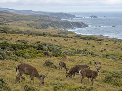 In the 1940s, a California landowner released about three dozen zoo deer at Point Reyes for hunting; by 2002, the two non-native herds had grown to roughly 1,100 animals