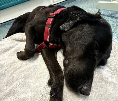 ‘She was swaying, zoning out’: UK pets poisoned in record numbers by illicit drugs