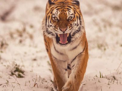 Yorkshire Wildlife Park: Where is it and what happened there? Inside the reserve housing endangered Amur tigers, with just 500 left in the wild