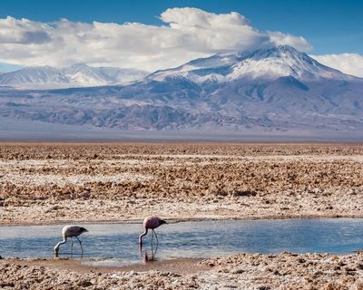 Why a Chilean salt flat is a microcosm of the extractive frontiers of green capitalism