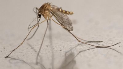 Growing concern as mosquito-borne West Nile virus gains ground in France