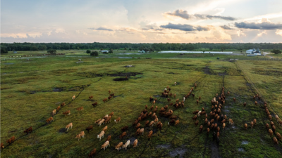 Florida family’s 498-acre cattle ranch protected from development through $7.48m conservation easement