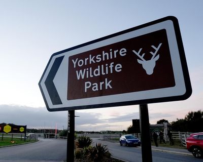 Wildlife park confirms tiger will not be euthanised after man mauled to death