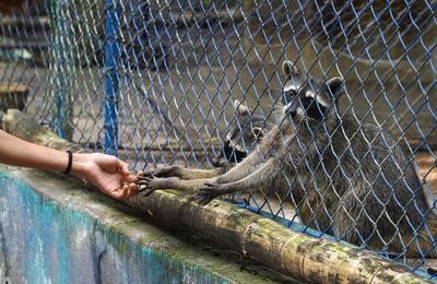 Guilford County Confirms 14th Animal Rabies Case of 2026 in Jamestown Raccoon as Gwinnett Bat Also Tests Positive