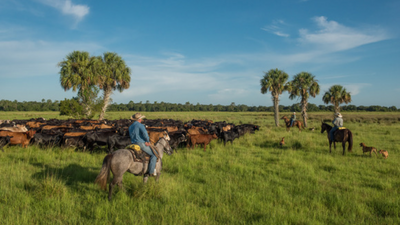Florida protects 1,034-acre ranch once owned by governor in $6.52m conservation deal