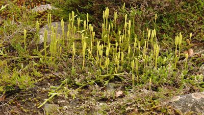Self-Healing Road Material: UK scientists test plant-spore asphalt; lab cracks mend in hour