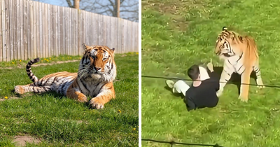 Man’s Final Moments Before Entering Tiger Enclosure Revealed As Witness Recalls Bizarre Behavior