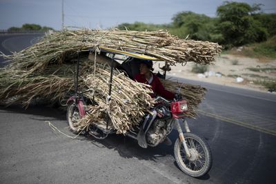 Sugar Wholesale Prices Surge 28.6% in Peru as El Niño Threatens to Raise Household Food Costs in October