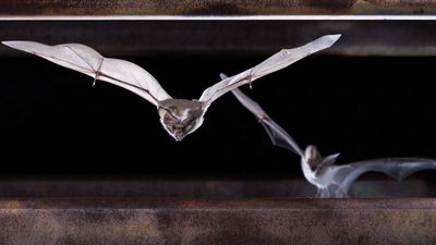Hundreds of thousands of abandoned US mines now shelter bats and snakes after mining booms