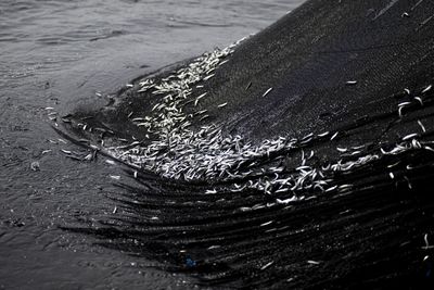 El Niño Jolts Peru's Fisheries: Anchoveta Catch Plunges 99% as Jumbo Squid Gains Ground Amid Expert Monitoring
