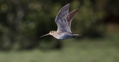 The shy bird that stopped plans for a sportsground