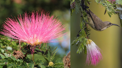 Asian silktree's pink blooms brought it to America; dry seeds last 150 years