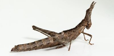 Conservation parks don’t have to be vast – as one tiny grasshopper reminds us