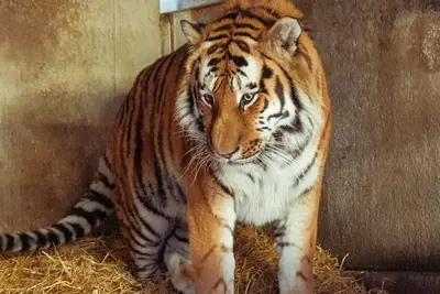 Yorkshire tiger latest: Investigation launched into death of man killed in zoo enclosure