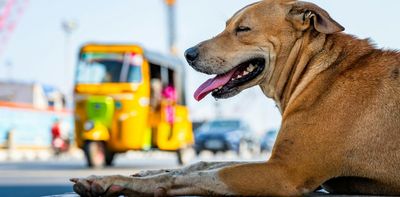 What can free-living Indian street dogs teach us about how to care for pet dogs?