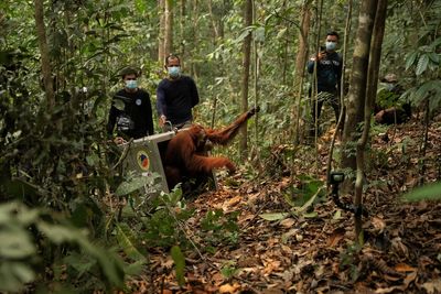 Eight Borneo orangutans freed back into the wild after devastating wild fires