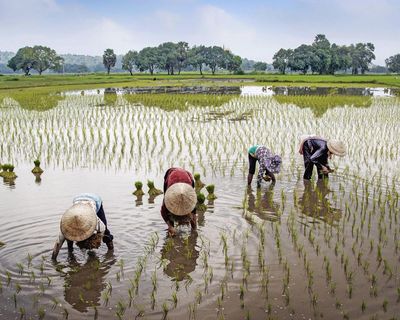 Peasants by Maryam Aslany review – why an ancient way of life may hold the key to our future