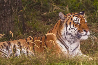 Yorkshire Wildlife Park Tiger Attack: Disability Claims Spark Backlash Over Victim-Blaming