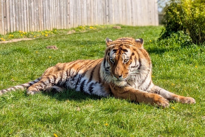 Who Is Altai? Tiger Involved in Fatal Yorkshire Wildlife Park Attack Arrived From Norway Months Earlier
