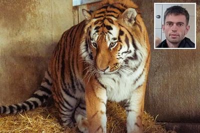 What happened in the Yorkshire tiger attack? Inquest shares cause of death from post-mortem