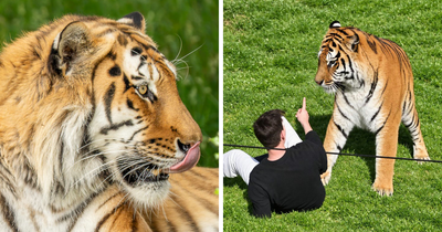 Fate Of Tiger That Mauled Man After He Entered Its Enclosure Finally Revealed