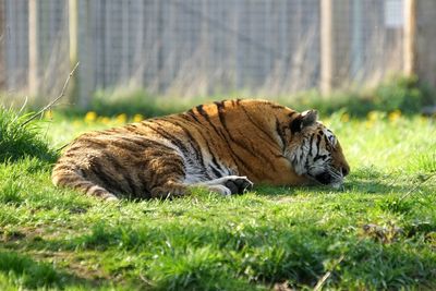 Yorkshire Wildlife Park Tiger Altai 'Will Not Be Euthanised' After Mauling Man to Death Inside Enclosure