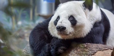 China’s panda diplomacy: how Beijing combines conservation and trade