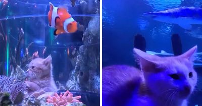 The Bitty Kitty Brigade Took Their Rescued Kittens On An Aquarium Field Trip, And It Was Adorable