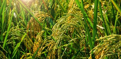 Ancient people relied on genetic variation already present in wild plants to domesticate crops like rice and corn