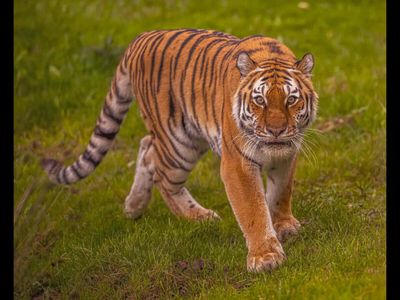 ‘Could you...’: Last words of man killed in Yorkshire Wildlife Park tiger attack revealed